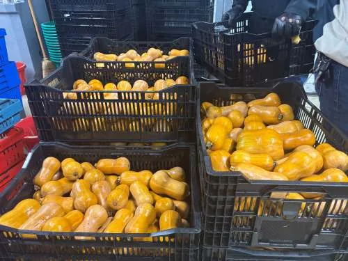 Black cartons full of spaghetti squash